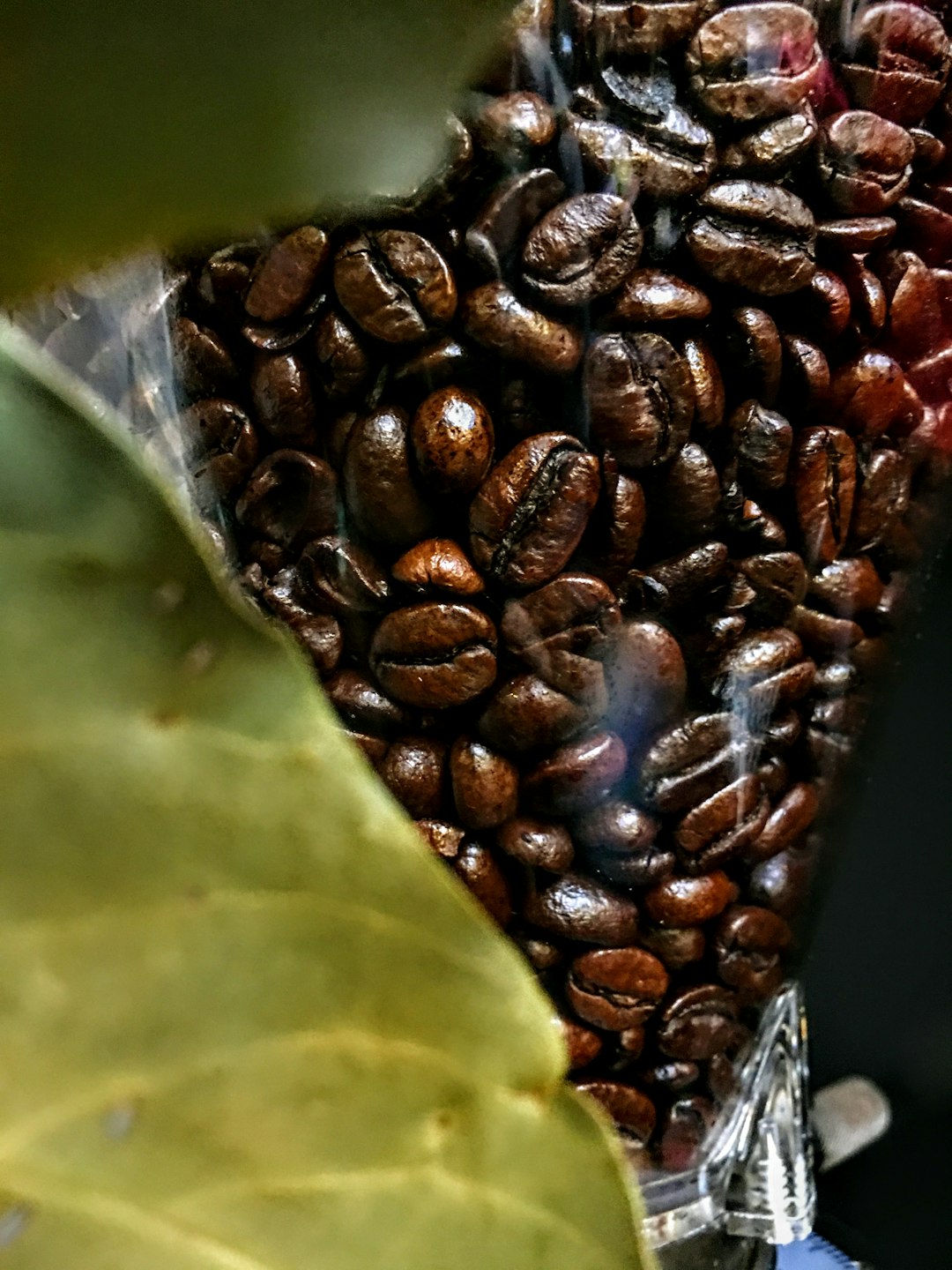 a-close-up-of-a-plant-r2p4v173nki